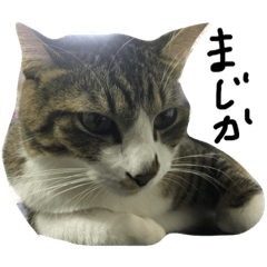 Lineスタンプ イケメンでぶ猫サスケの日常 8種類 1円